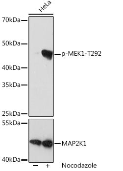 Phospho-MEK1-T292 Rabbit mAb