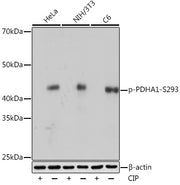 Phospho-PDHA1-S293 Rabbit mAb