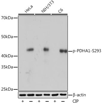 Phospho-PDHA1-S293 Rabbit mAb