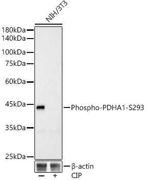 Phospho-PDHA1-S293 Rabbit mAb