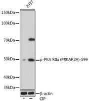 Phospho-PKA RIIα (PRKAR2A)-S99 Rabbit mAb