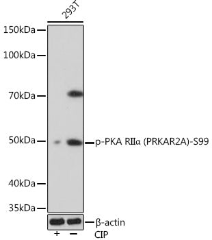 Phospho-PKA RIIα (PRKAR2A)-S99 Rabbit mAb