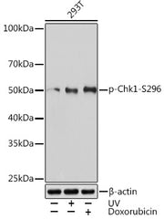 Phospho-Chk1-S296 Rabbit mAb