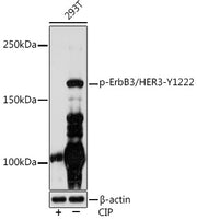 Phospho-ErbB3/HER3-Y1222 Rabbit mAb