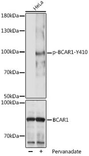 Phospho-BCAR1-Y410 Rabbit pAb