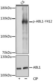 Phospho-c-Abl-Y412 Rabbit pAb