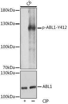 Phospho-c-Abl-Y412 Rabbit pAb