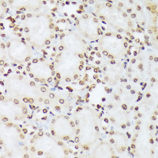 Phospho-c-Abl-Y412 Rabbit pAb