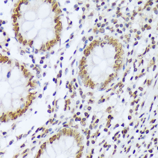 Phospho-c-Abl-Y412 Rabbit pAb