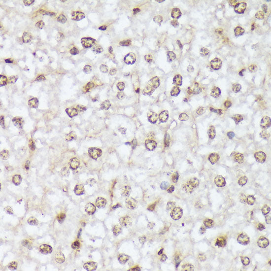 Phospho-c-Abl-Y412 Rabbit pAb