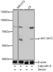 Phospho-Akt-S473 Rabbit pAb