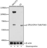Phospho-STK3/STK4-T180/T183 Rabbit pAb