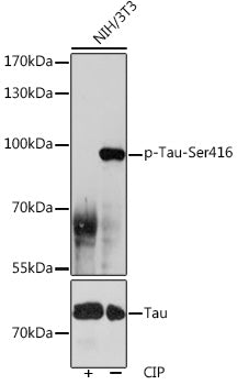 Phospho-Tau-Ser416 Rabbit pAb