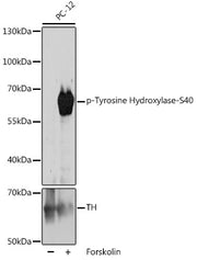 Phospho-Tyrosine Hydroxylase-S40 Rabbit pAb