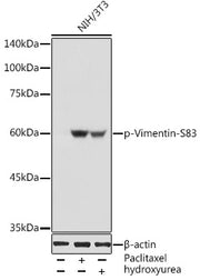 Phospho-Vimentin-S83 Rabbit pAb