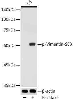 Phospho-Vimentin-S83 Rabbit pAb
