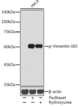 Phospho-Vimentin-S83 Rabbit pAb