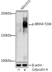Phospho-BRD4-T204 Rabbit pAb