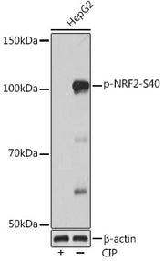 Phospho-NRF2-S40 Rabbit mAb