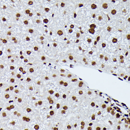 Phospho-NRF2-S40 Rabbit mAb