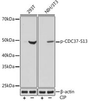 Phospho-CDC37-S13 Rabbit mAb