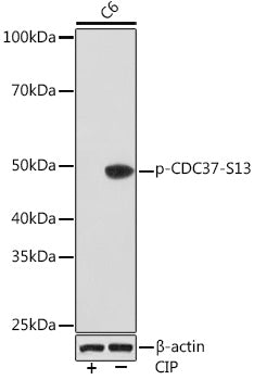 Phospho-CDC37-S13 Rabbit mAb