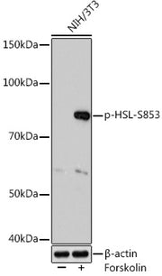 Phospho-HSL-S853 Rabbit mAb