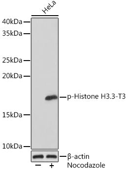 Phospho-Histone H3.3-T3 Rabbit mAb