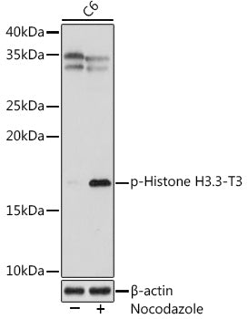 Phospho-Histone H3.3-T3 Rabbit mAb