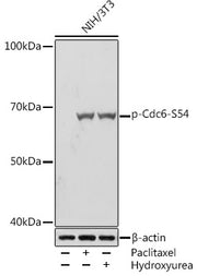 Phospho-Cdc6-S54 Rabbit mAb
