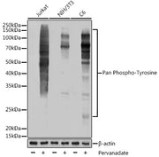 Pan Phospho-Tyrosine Rabbit mAb