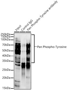Pan Phospho-Tyrosine Rabbit mAb