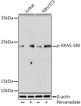 Phospho-KRAS-S89 Rabbit pAb