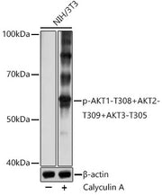 Phospho-AKT1-T308+AKT2-T309+AKT3-T305 Rabbit pAb