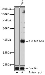 Phospho-c-Jun-S63 Rabbit pAb
