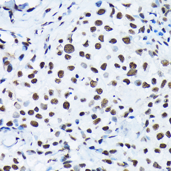 Phospho-c-Jun-S63 Rabbit pAb