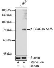 Phospho-FOXO3A-S425 Rabbit pAb