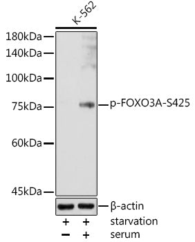 Phospho-FOXO3A-S425 Rabbit pAb