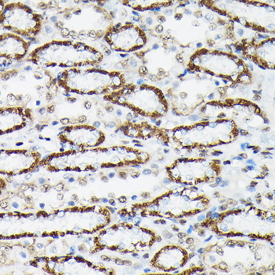 Phospho-FOXO3A-S425 Rabbit pAb