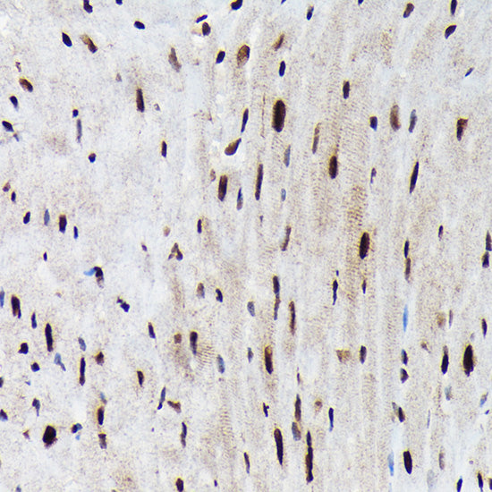 Phospho-FOXO3A-S425 Rabbit pAb