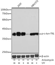 Phospho-c-Jun-T91 Rabbit pAb
