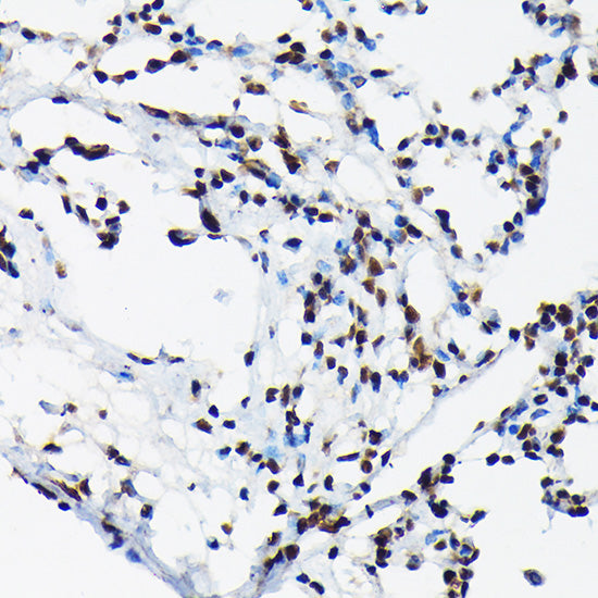 Phospho-c-Jun-T91 Rabbit pAb
