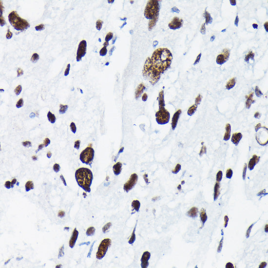 Phospho-c-Jun-T91 Rabbit pAb