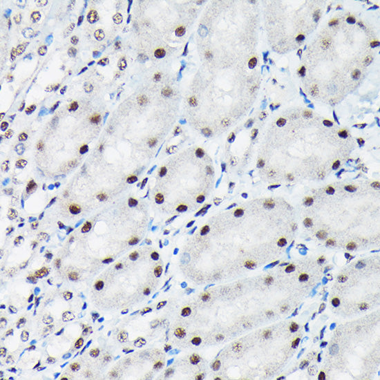 Phospho-c-Jun-T91 Rabbit pAb