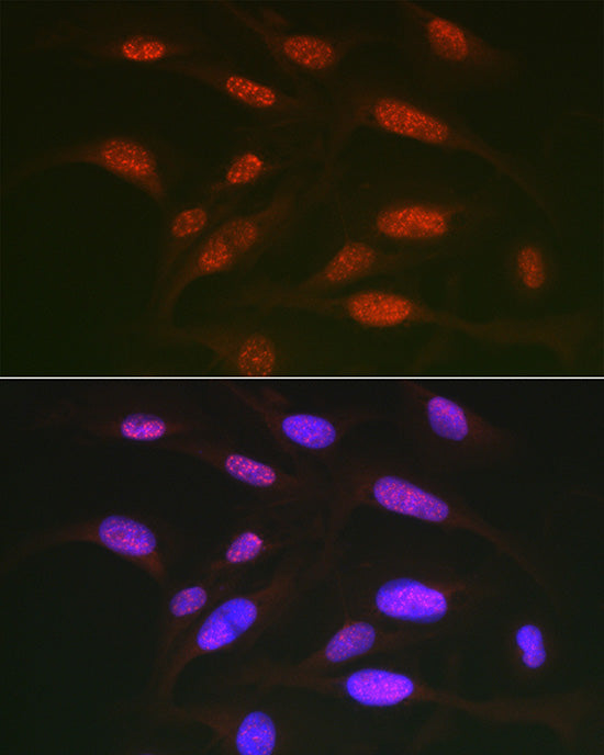 Phospho-c-Jun-T91 Rabbit pAb
