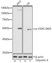 Phospho-CGAS-S420 Rabbit pAb