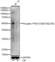 Phospho-PTEN-S380/T382/383 Rabbit pAb