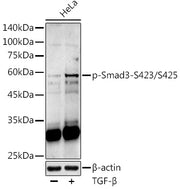 Phospho-Smad3-S423/S425 Rabbit pAb