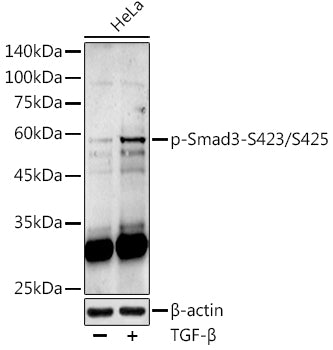 Phospho-Smad3-S423/S425 Rabbit pAb