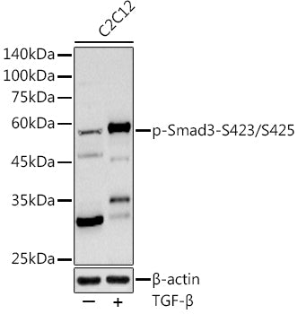 Phospho-Smad3-S423/S425 Rabbit pAb